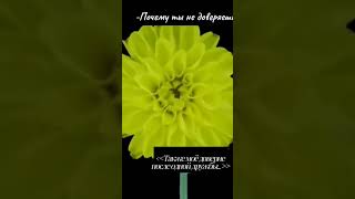 Поэтому я не пытаюсь дружить с кем то... #rosseta#flowers