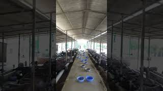 Girdhara dairy farm #buffalo