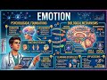 Emotion Explained | Types, Theories & Functions