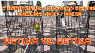 PERAWATAN LOVE BIRD BETINA DEWASA KEPO || MASTERAN LOVE BIRD || BIRAHI