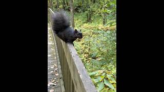 Ile st quentin  partie 2. La passerelle #trois-rivières #nature #naturelovers #passerelle #quebec