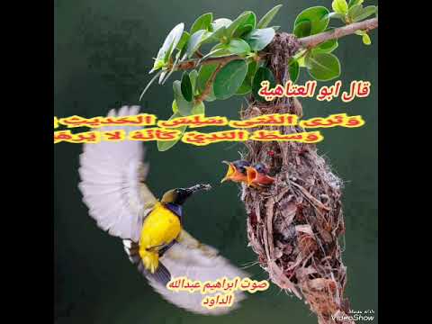 قصيدة المرء يطلب اداء ابراهيم عبدالله الداود 