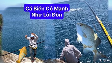 Cá Biển Có Mạnh Như Lời Đồn, Câu Cá Biển Tự Nhiên. Cá Tà Ma, Cá Mó, Cá Chẽm, Cá Dìa. TÝ FISHING.