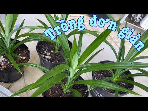 Video Cây lá dứa một cây biến thành một chục cây thấy mê quá... - youtube