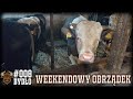 #8 Bydło opasowe - Sobotni obrządek, weekendowe obowiązki