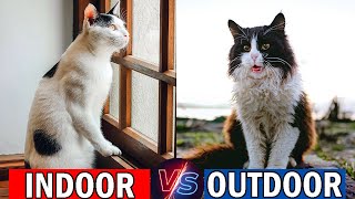 6 Shocking Differences Between Indoor Cats And Outdoor Cats