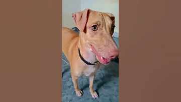 Doggo Malinois Belgianmalinois 