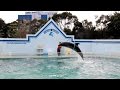 しながわ水族館：東京都品川区 の動画、YouTube動画。