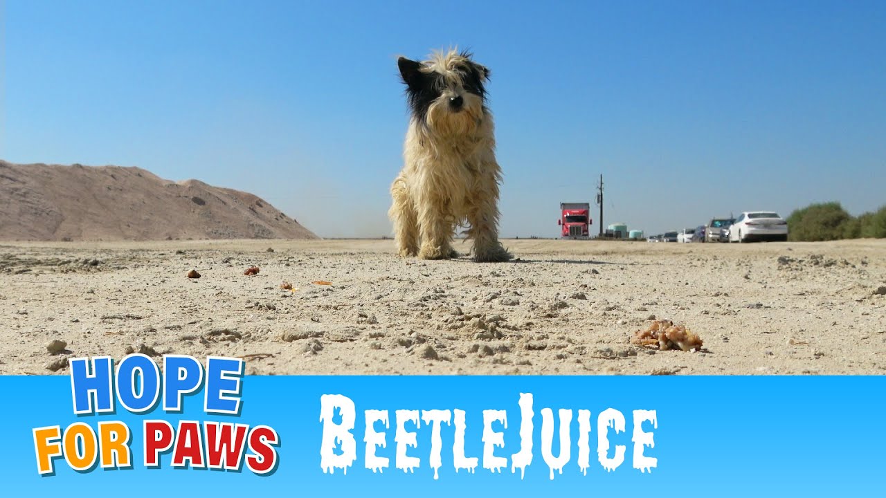 Stray Dog Wanders Through Abandoned Fields and Stumbles Upon a Haunted House. 👻 – Video Stray Dog Wanders Through Abandoned Fields and Stumbles Upon a Haunted House. 👻 – Video