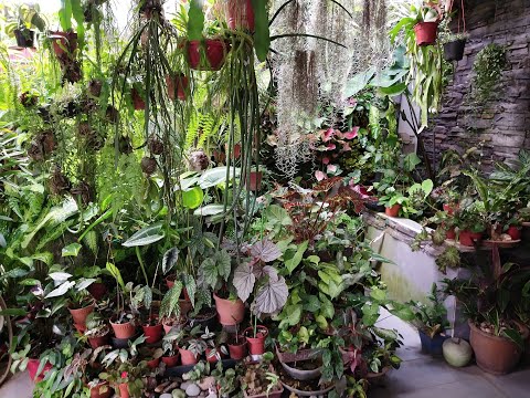 Video: Fairchild Tropical Botanic Garden: Ang Kumpletong Gabay