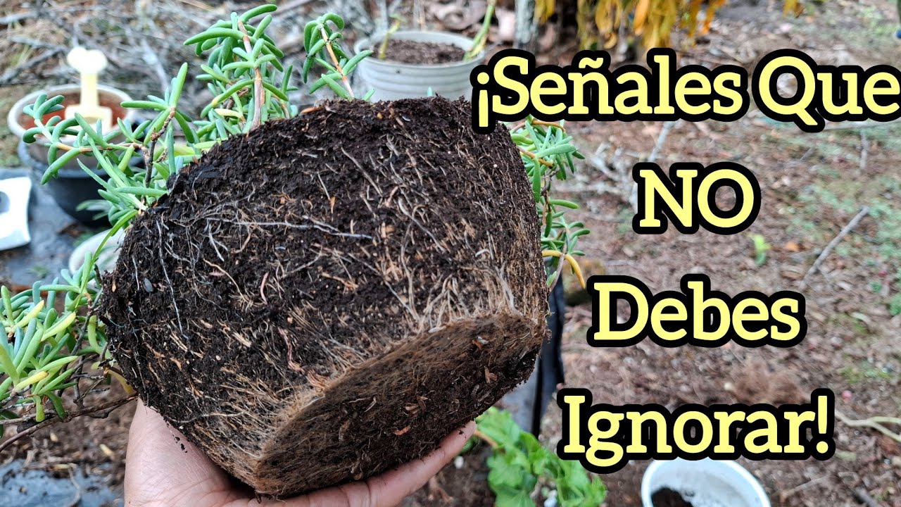 💥¿Cuándo y Porque CAMBIAR El Sustrato a Tus Plantas? 💥🌺¡ El SECRETO Para Más FLORES!🌺