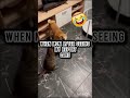 why i hide report card correctly #viral #funny #funny #memes #relatable #cat