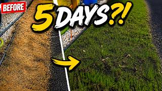 How to Renovate a Small Lawn Step by Step