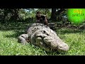 Worlds largest  oldest nile crocodile henry