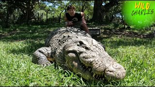 Meet Henry: The 120-Year-Old Crocodile!