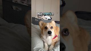 How to keep your dog busy when you've run out of ideas? #funny #humor #dog #corgi #smile