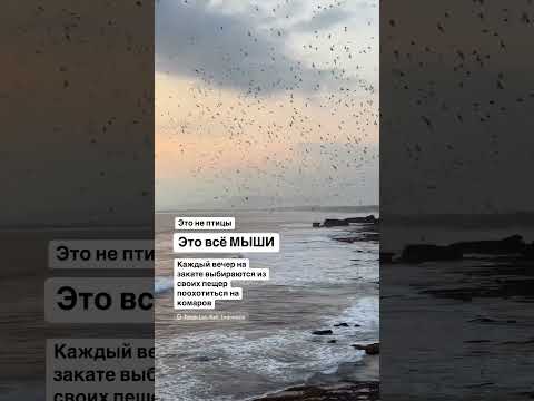 ГИГАНТСКИЕ стаи летучих МЫШЕЙ вылетают из пещер на охоту каждый вечер #океан #закат #бали #животные