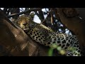 5 Ways Big Cats Are Just Like Small Cats | Planet Earth III | BBC Earth