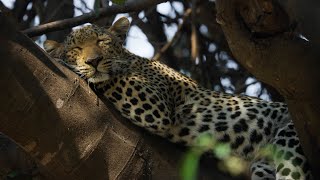 5 Ways Big Cats Are Just Like Small Cats | Planet Earth Iii | Bbc Earth