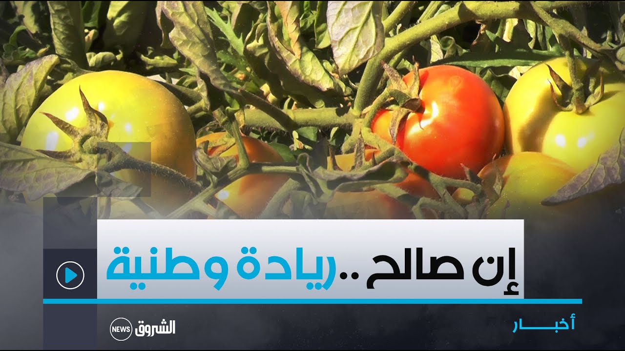#إن_صالـح| ريـــادة وطنيــــة فــي إنتـــــاج #الطمـــــــــاطم 💪🍅🥕 🇩🇿