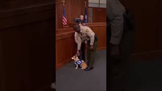 “The Courtroom Fell Silent When The Dog Walked In” #courtroom #courtroomdrama #silent verdict
