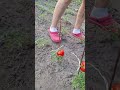 #дача #обзордачи #юмор #огород #садоводничество #кухня #смех #огороднаподоконнике #цветыдлядома