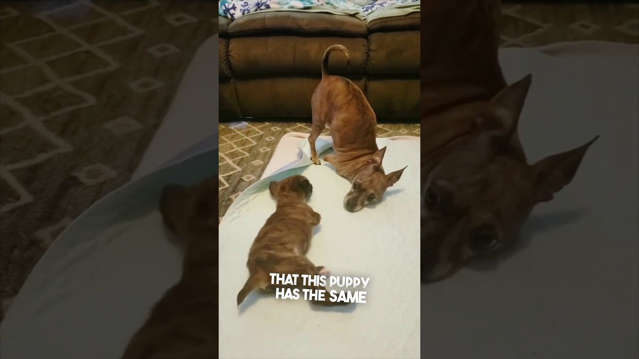 The most wholesome dog video you’ll ever see ❤️
