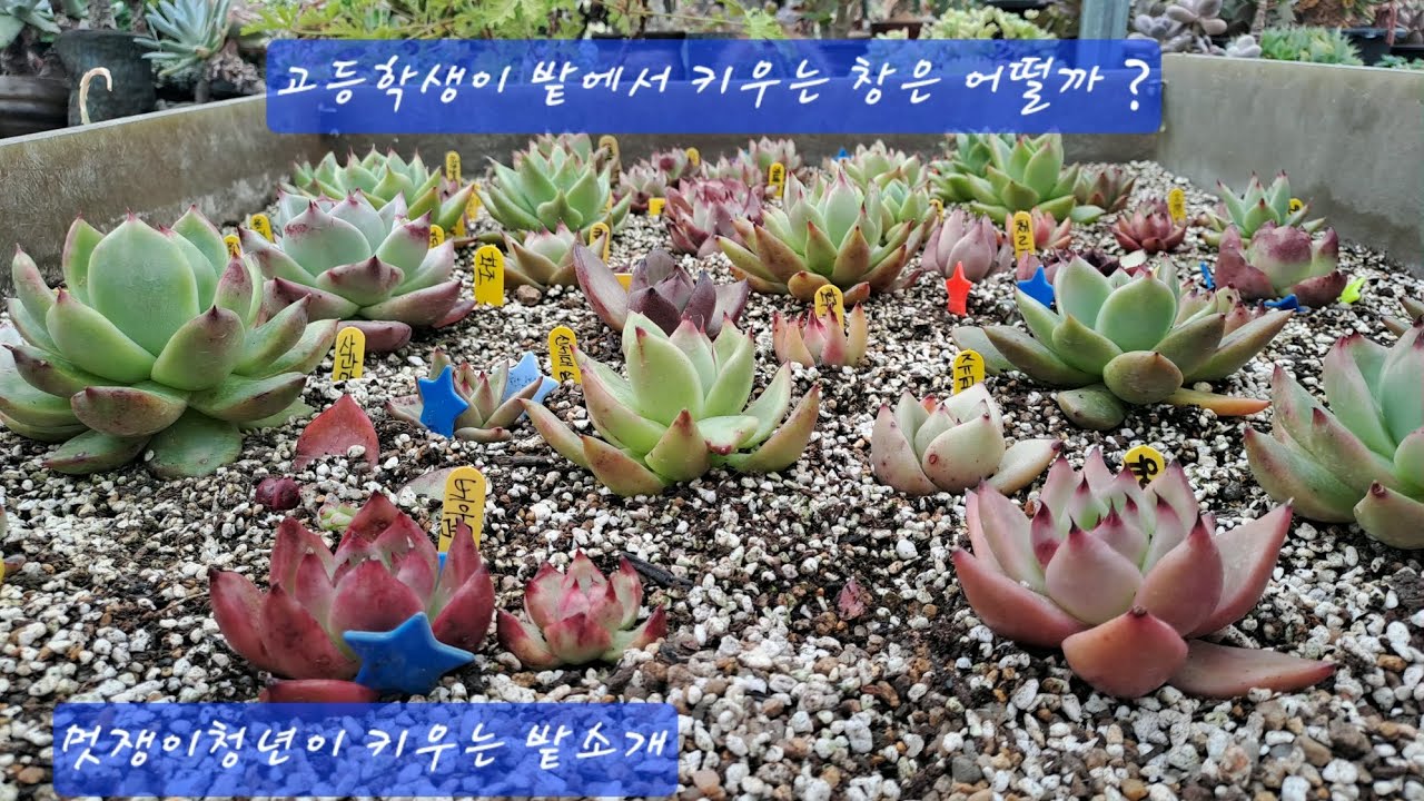 고등학생이 밭에서키우는 창은 어떨까 ? 키우는창밭소개영상 #멋쟁이청년 #succulent #신세대다육 #plants #다육 #창#매혹의창 #매창 