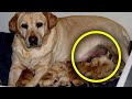 Golden Retriever Gives Birth To Something Unbelievable, Surprises Its Owner