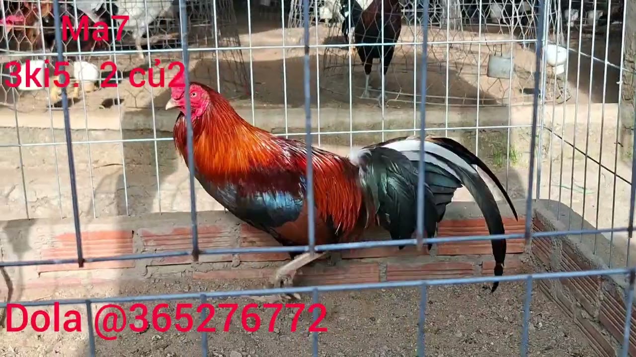 Lip 16 bé noi my ngay 10/3 ae xem hop ola