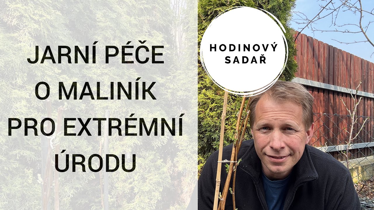 ☀️ Jarní řez a výživa maliníku ☀️