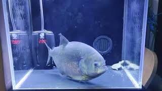 Giant piranha eat soft shell turtles，feeding piranha fish screenshot 4