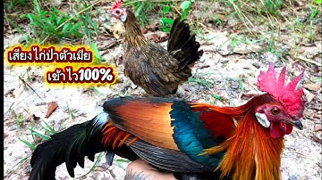 เสียงไก่ต่อตัวเมีย เข้าไว100%