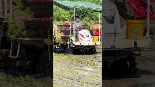yanmar rice planting machine 🤩 #shorts #farming #ricetransplanter #trendingshorts