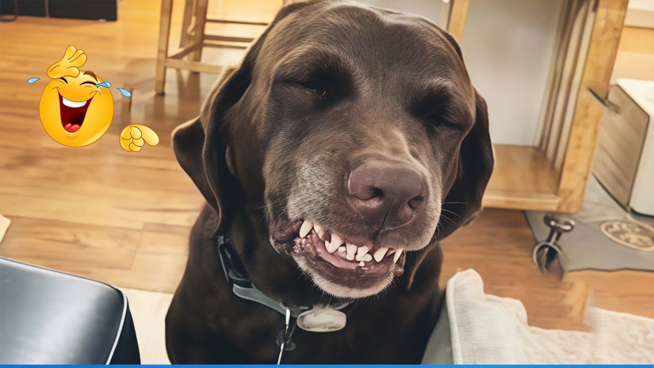 I'm 101% SURE that you will LAUGH EXTREMELY HARD 🐶 The Funniest Cat & Dog Moments Compilation 😹 😂