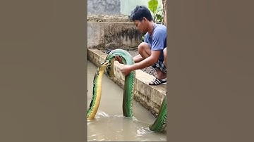 wonderful snake 🐍 #shortvideo #aianimationvideo