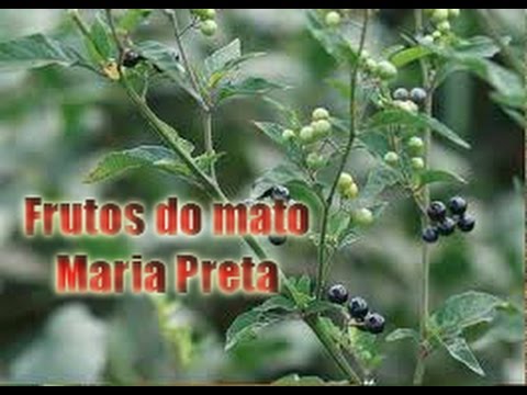 Maria-pretinha, a berry do brasileiro orgulhoso