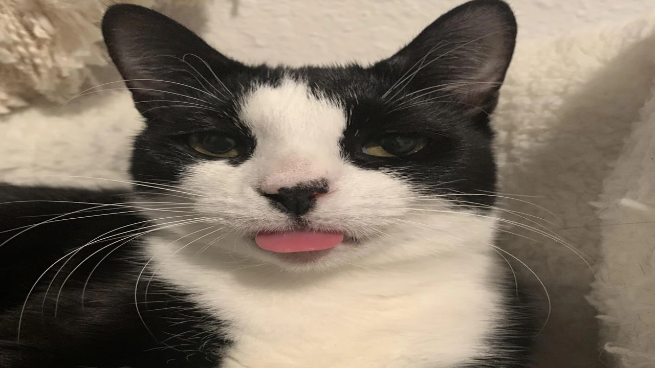 Cat Use 1% Brainpower