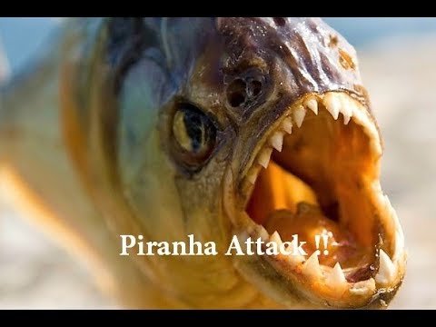 Vidéo: Piranha A été Capturé Dans L'étang De Tcheliabinsk - Vue Alternative