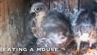 #86🦅Red-footed Falcon Nest❷／LIVE Red-footed Falcon Nest Cam #2 (Polgár, Hungary)