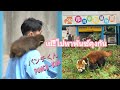 เย้!!ไปหาน้องพันซ์คุงกัน/Punch-kun Snow Monkey Japan