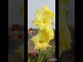 flower development #gardenplants #flowers