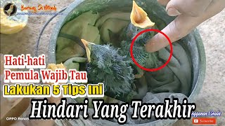 Lakukan 5 Tips Ini Agar Anakan Burung Jalak Kebo Sehat Dan jinak