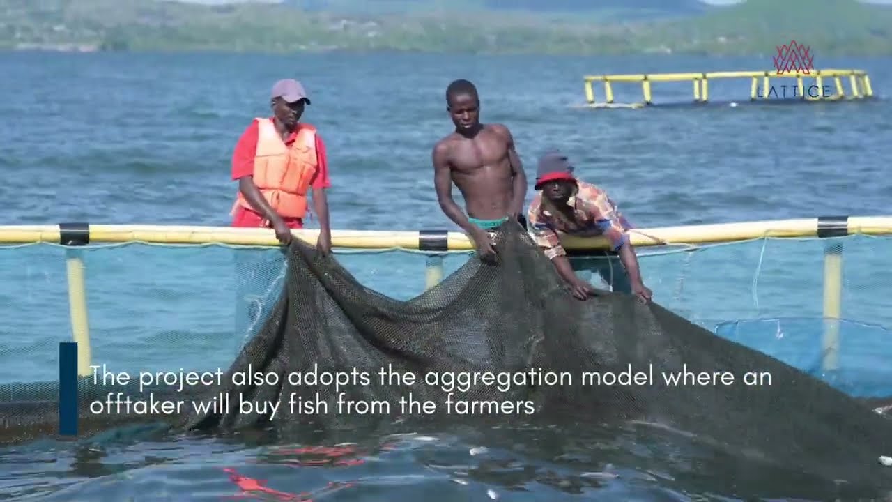 Enhancing Tilapia Farmer Productivity and Market Linkages