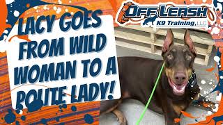 Knoxville Dog Trainers  Lacy 10 month old Doberman