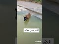الكلاب اوفى من الانسان