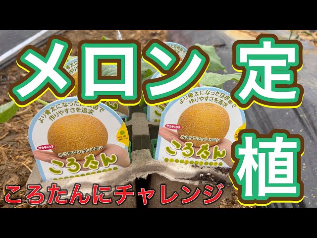 ころたん】メロン定植！今年、初挑戦です。2023/04/14 - YouTube