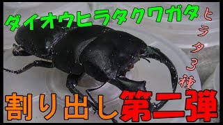 ヒラタ3種割り出し第二弾!!ダイオウヒラタはどうなのか？