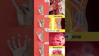 Daily Mudra For Health Body #spine #shorts #mudra #yoga #trending #ytshorts #brain #trend #ytshorts