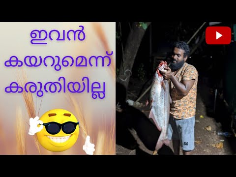 കൂരിവാളയെ മലത്തി അടിച്ചു #viral village fishing in kerala #malayalam 🐋🐳🐟🥰😍😄#vairal videos in india